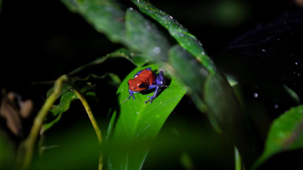 Hotel Rancho Cerro Azul La Fortuna Esterno foto